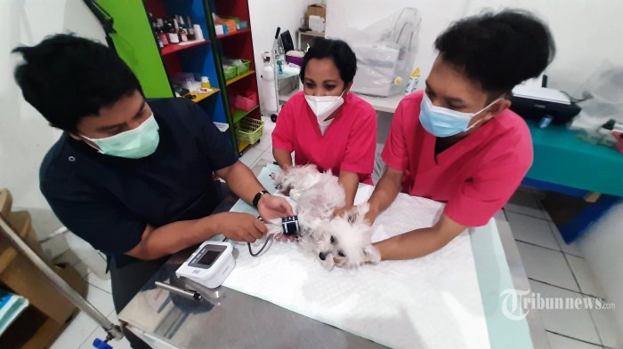 Berbeda dari BPJS Manusia, BPJS Hewan Dapat Diskon Berobat Tanpa Harus Bayar Iuran Tiap Bulan