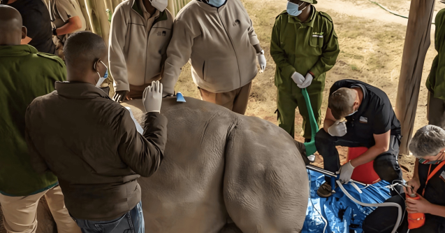 Ilmuwan Kembangkan Rahim Buatan Demi Lindungi Spesies Terancam Punah