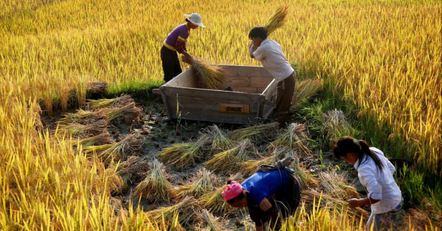 Features | Ripple Klaim Petani Bisa Naikkan Pendapatan dengan XRP Ledger, Caranya?