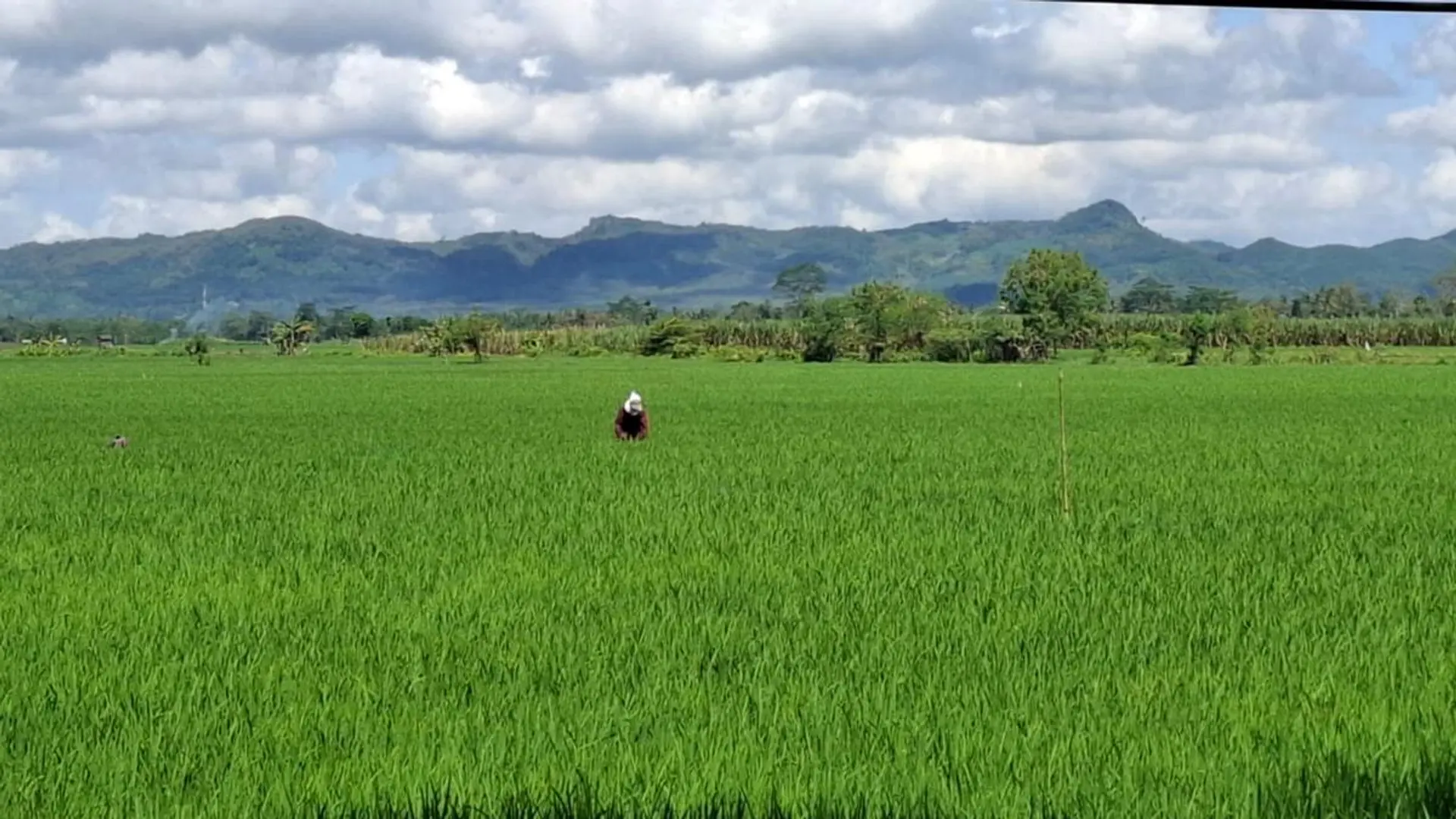 Luhut Gandeng Belanda Dorong Ketahanan Pangan RI