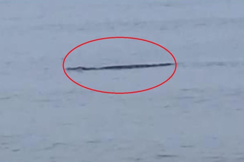 Geger! Buaya Muara Muncul di Pantai Trapang Sampang, Warga Diimbau Waspada