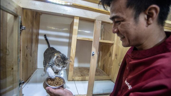 Hal yang Perlu Diperhatikan saat Memberi Makan Kucing