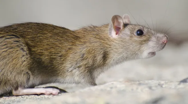 Apa Itu Virus Hanta yang Menginfeksi Pekerja Bangunan di Bandung?