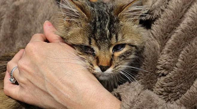 Kucing Ternyata Tahu Saat Diajak Bicara Pemiliknya