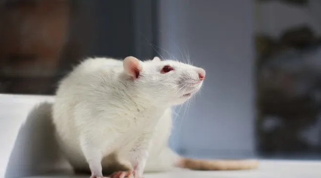 Tikus Buta Bisa Tirukan Kawannya yang Menggaruk Ketika Gatal, Kok Bisa?