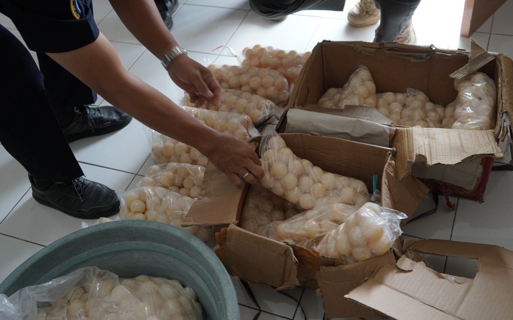 KKP Ungkap Penyelundupan 1.950 Telur Penyu dan Amankan Dua Kapal Asing