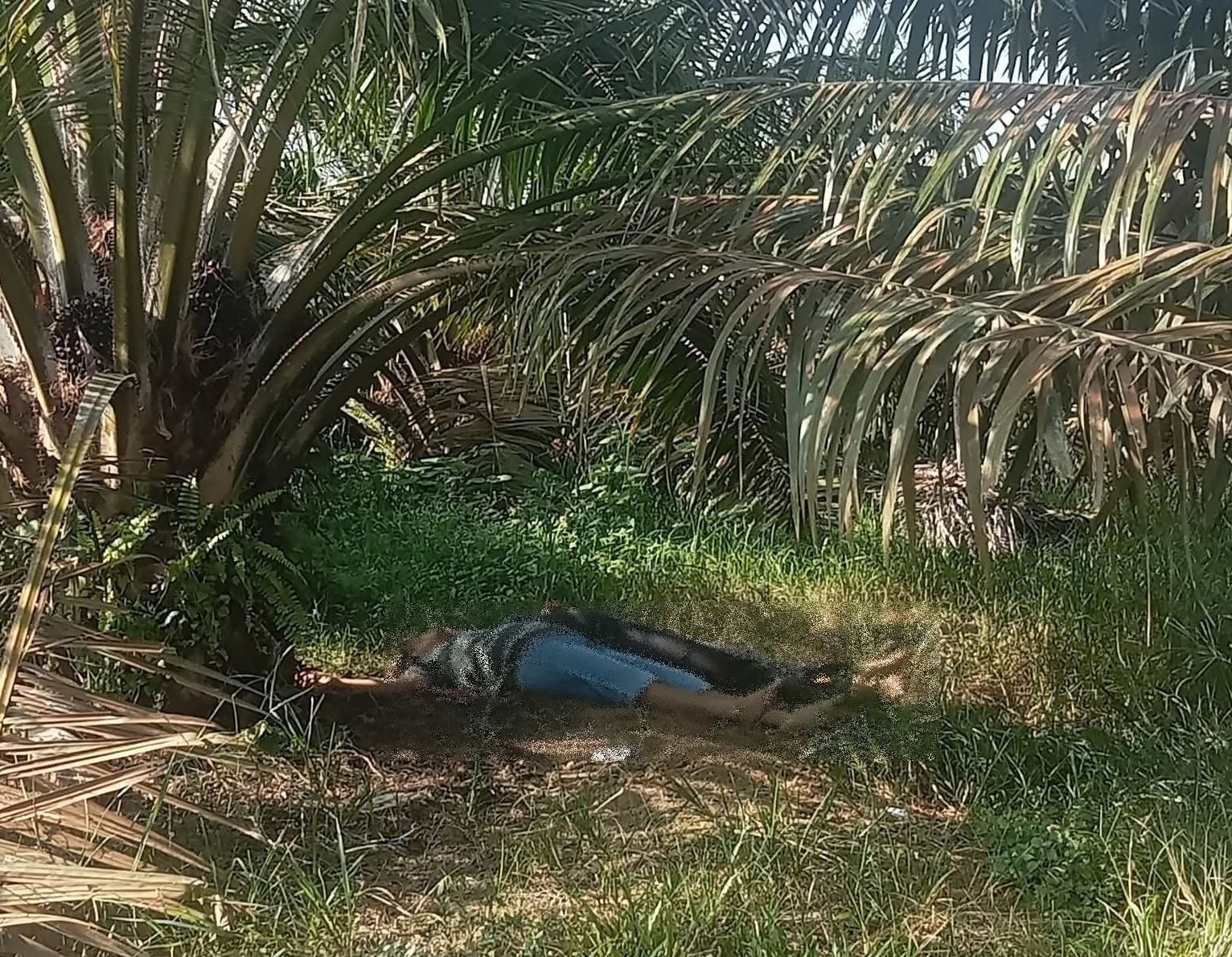 Geger 2 Pekerja Ditemukan Tewas di Kebun Sawit, Diduga Motif Utang Piutang