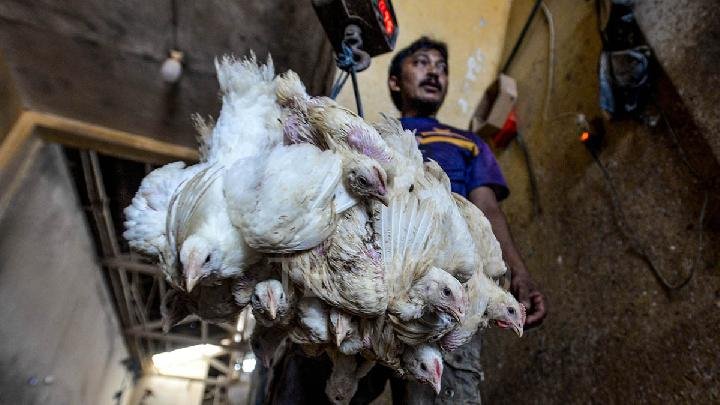 Pemerintah Resmikan Harga Acuan Ayam Hidup Rp 18 Ribu per Kilogram