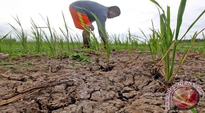 BMKG Jelaskan Musim Kemarau Mundur dan Potensi Cuaca Ekstrem