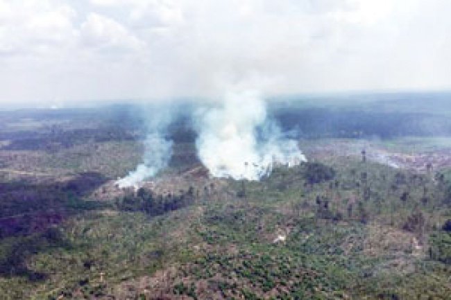 Kementerian Kehutanan: Separuh Taman Nasional Tesso Nilo Kini Kebun Sawit Ilegal