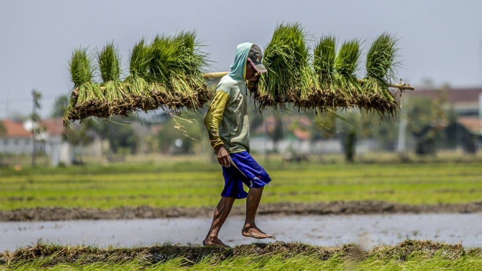 Swasembada Pangan ala Guyana, Bisakah untuk Indonesia?