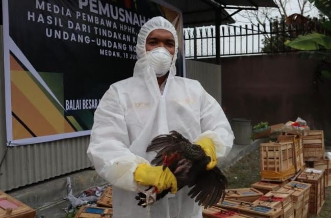 Karantina Sumut Musnahkan 256 Ekor Ayam Jago Selundupan asal Thailand