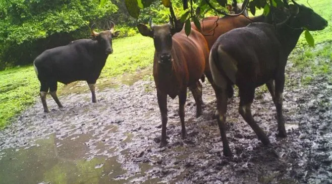 Populasi Banteng Kalimantan Tersisa Sekitar 20 Ekor, Apa Penyebabnya?