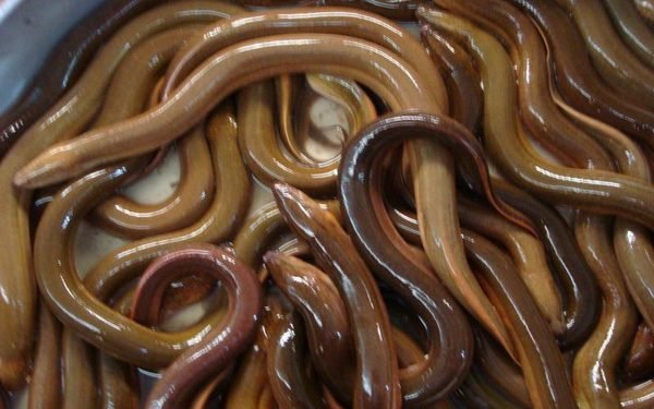 Manfaat Mengkonsumsi Belut Untuk Kesehatan Tubuh