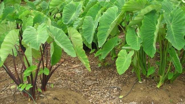 Apakah Batang Talas Bisa Dimakan? Ini Penjelasan dan Manfaatnya!