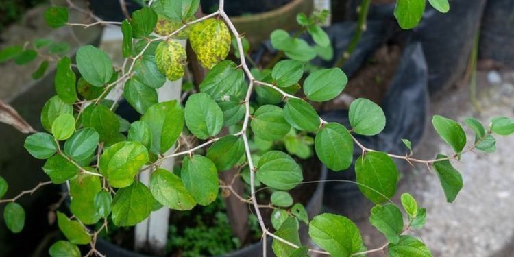 Ragam Khasiat Daun Bidara untuk Kesehatan Tubuh