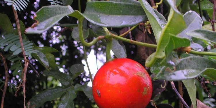 Apakah Buah Kalayar Bisa Dimakan? Berikut Penjelasan Kandungan Buah Kalayar