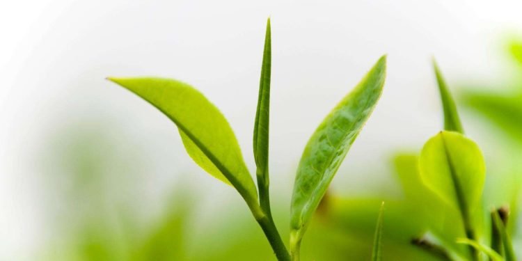 Tidak Hanya Sekedar Minuman, Ternyata ini Segudang Khasiat Pucuk Daun Teh
