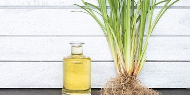 Manfaat Akar Wangi: Rahasia Kecantikan dan Cara Mengolahnya