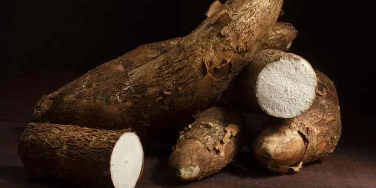 Manfaat Daun Ubi atau Singkong yang Harus Kalian Ketahui