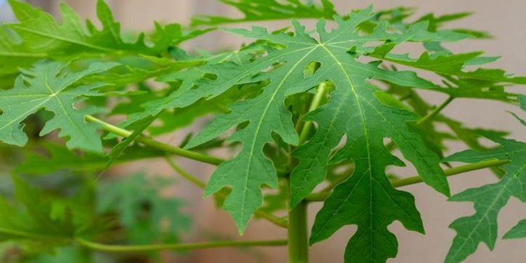 Manfaat Daun Pepaya untuk Kesehatan: Rahasia Alami yang Perlu Anda Ketahui
