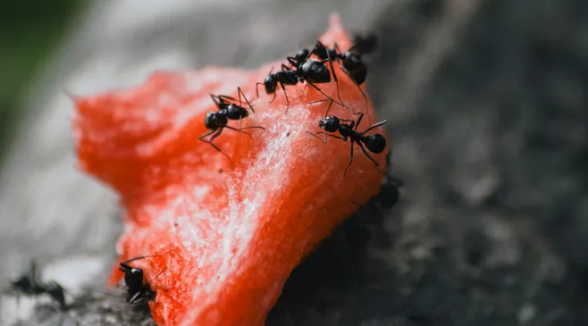 Apakah Makanan yang Sudah Disemuti Masih Aman Dikonsumsi?