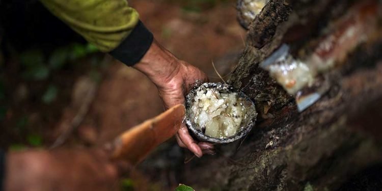 Khasiat Getah Pinus untuk Kesehatan dan Manfaatnya di Bidang Industri