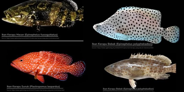 Manfaat Ikan Kerapu Untuk Kesehatan Tubuh