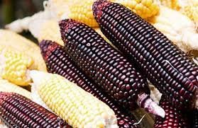 Manfaat Jagung Pulut Untuk Kesehatan Tubuh