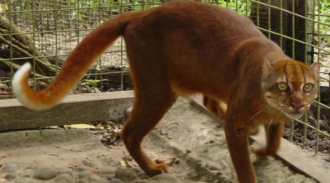 Kenalan dengan Kucing Merah Kalimantan, Spesies Endemik Misterius yang Kembali Muncul Setelah 20 Tahun