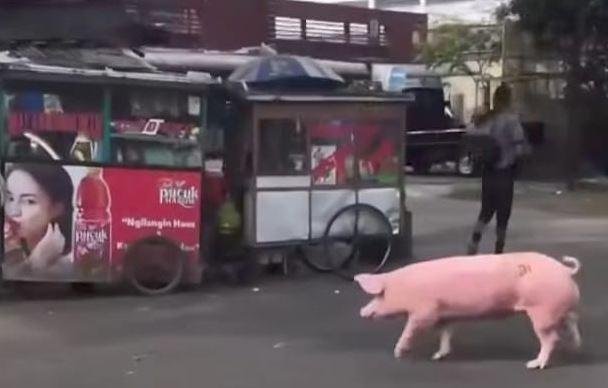 Viral Babi Berkeliaran di Jalan Arjuna Bandung, Begini Penampakannya