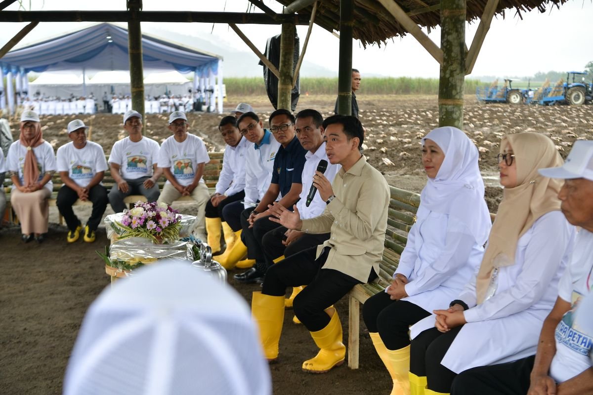 Gibran Ikut Panen Raya Tebu di Banyuwangi Dukung Swasembada Gula